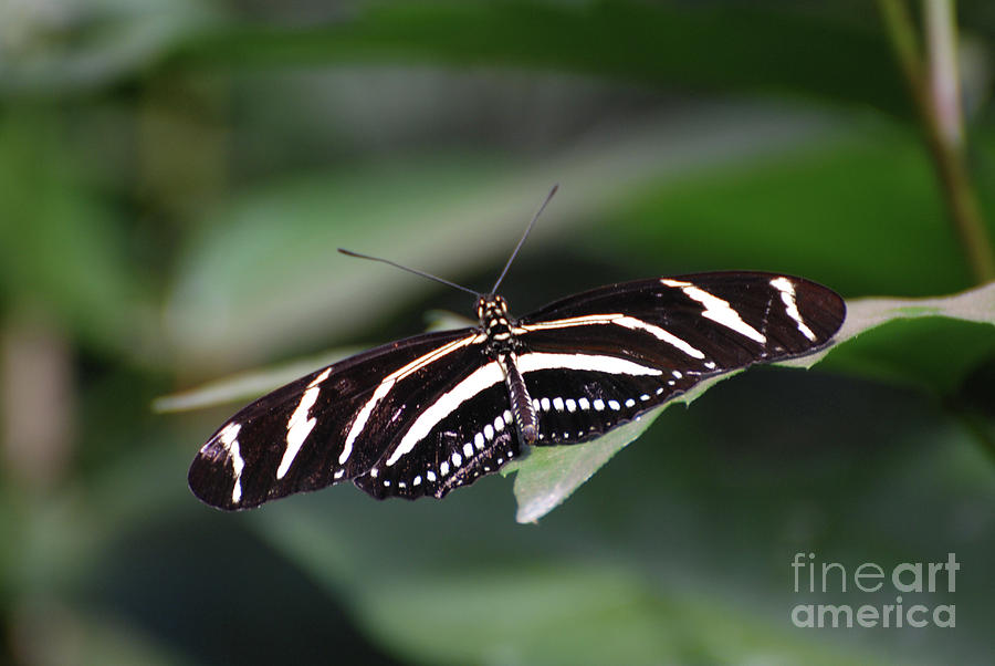 Gorgeous Close Up of a Zebra Butterfly Photograph by DejaVu Designs