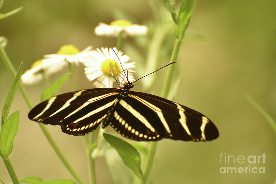Gorgeous Close Up of a Zebra Butterfly in the Sun Photograph by DejaVu Designs