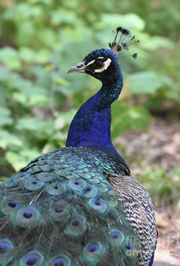 Gorgeous Close Up of this Beautiful Peacock Photograph by DejaVu Designs