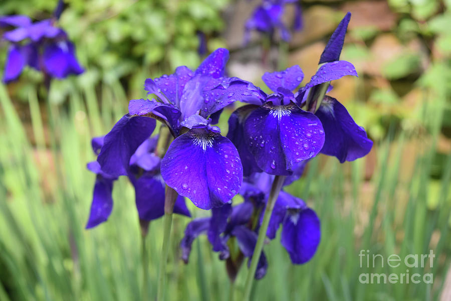 Gorgeous Cluster of Blooming Purple Siberian Iris Flowers Photograph by DejaVu Designs