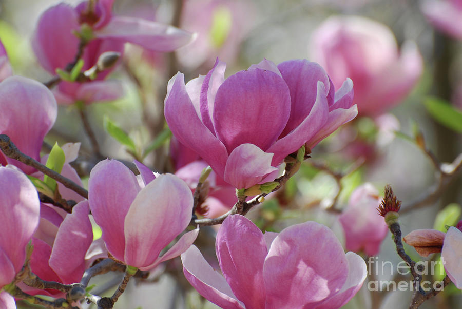 Gorgeous Collage of Flowering Pink Magnolia Blossoms Photograph by DejaVu Designs