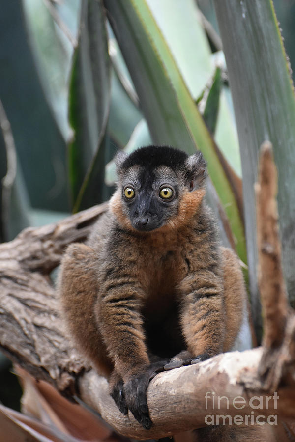 Gorgeous Collared Lemur with Bulging Eyes Photograph by DejaVu Designs