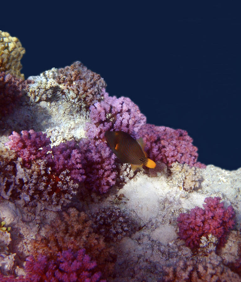 Gorgeous Colors In The Red Sea Photograph by Johanna Hurmerinta