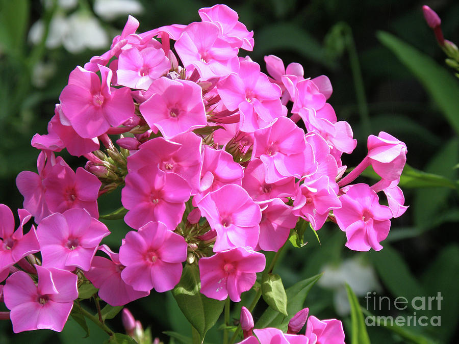 Gorgeous Dark Pink Phlox Flowers Flowering on a Summer Day Photograph by DejaVu Designs
