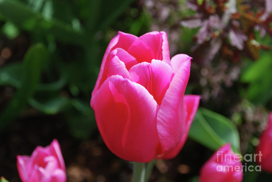 Gorgeous Dark Pink Tulip Blooming in a Garden Photograph by DejaVu Designs