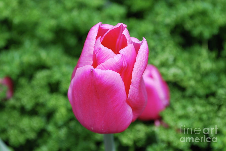 Gorgeous Dark Pink Tulip Flowering in a Garden Photograph by DejaVu Designs