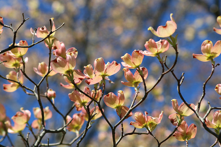 Gorgeous Dogwood Photograph by Living Color Photography Lorraine Lynch