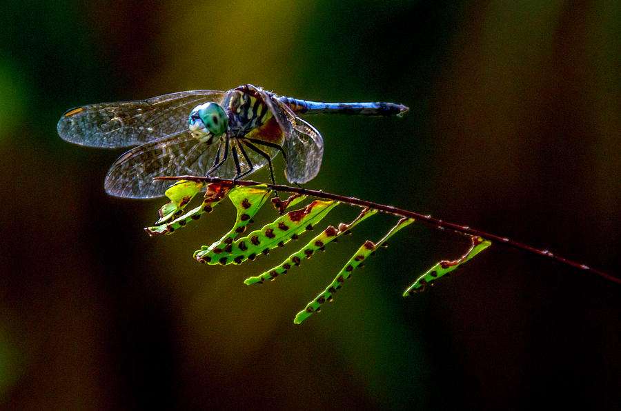 Gorgeous Dragonfly Photograph by Wolfgang Stocker