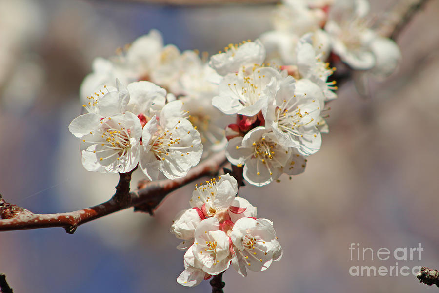 Flower Photograph - Gorgeous Edible Apricot Flowers by Dale Jackson