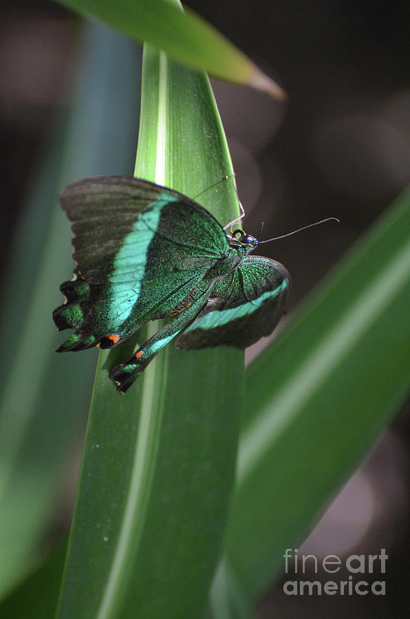 Gorgeous Emerald Swallowtail Butterfly in the Spring Photograph by DejaVu Designs