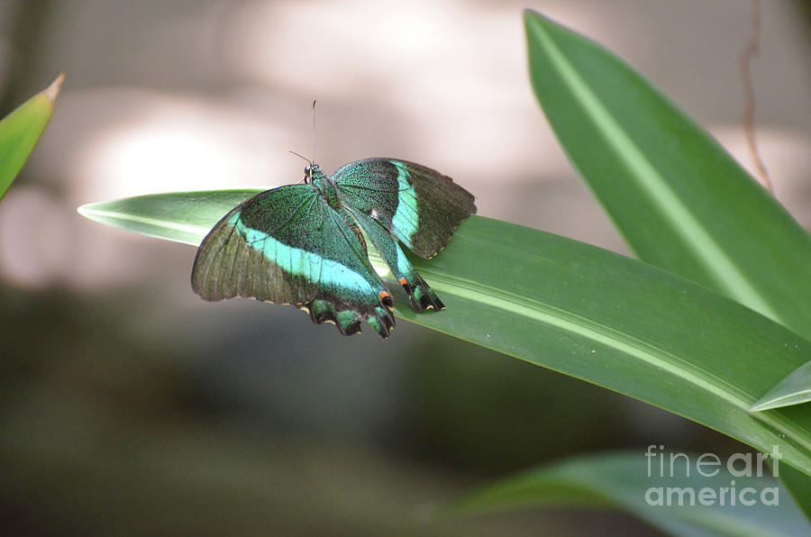 Gorgeous Emerald Swallowtail Butterfly Sparkling in the Sun Photograph by DejaVu Designs