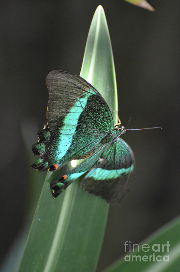 Gorgeous Emerald Swallowtail Butterfly that is Sparkling Photograph by DejaVu Designs