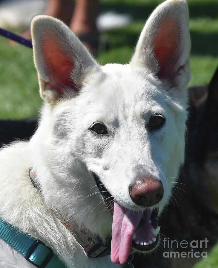 Gorgeous Face of a Large White Shepherd Dog Photograph by DejaVu Designs