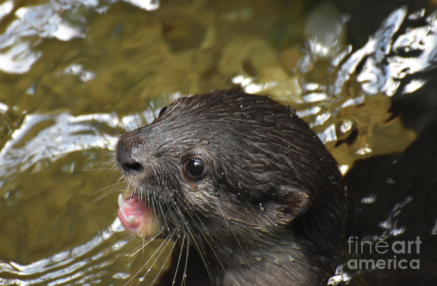Gorgeous Face of a River Otter Poking Out of the River Photograph by DejaVu Designs