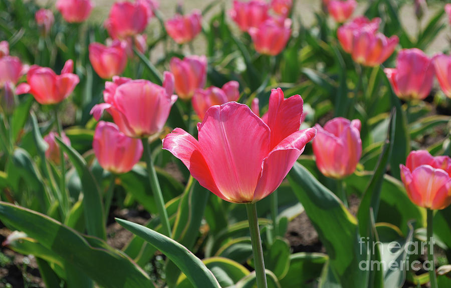 Gorgeous Field of Blooming Pink Tulips Flowering Photograph by DejaVu Designs