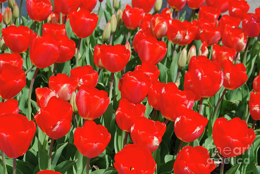 Gorgeous Field of Blooming Red Tulips in a Garden Photograph by DejaVu Designs