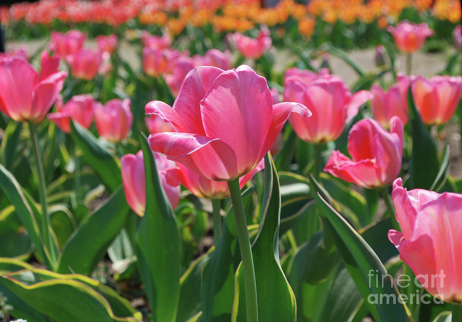 Gorgeous Field of Flowering Pink Tulips in Bloom Photograph by DejaVu Designs