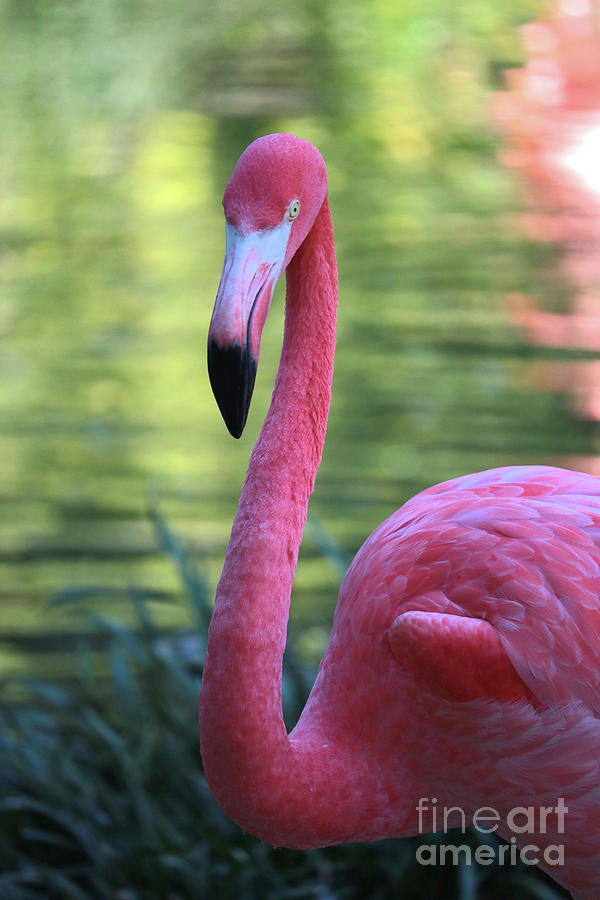 Gorgeous Flamingo Photograph by Carol Groenen