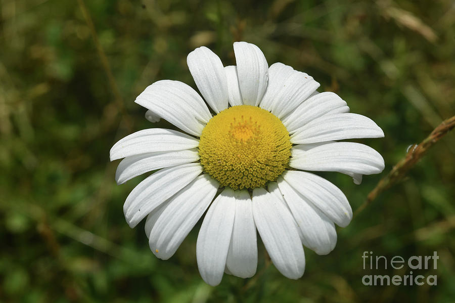 Gorgeous Flowering Common Daisy in Full Bloom Photograph by DejaVu Designs