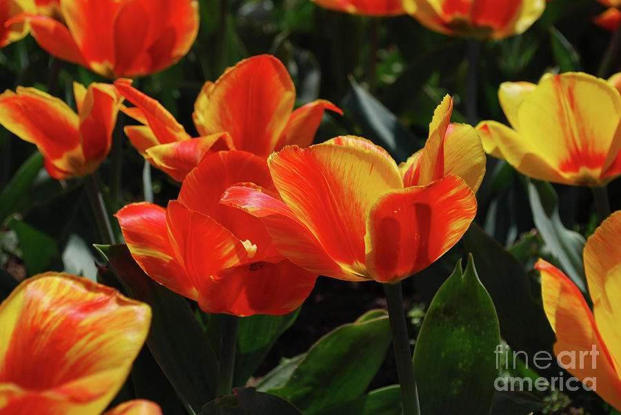 Gorgeous Flowering Orange and Red Blooming Tulips Photograph by DejaVu Designs