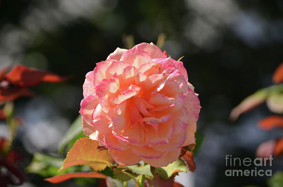 Gorgeous Flowering Pink Rose Blossom in a Garden Photograph by DejaVu Designs
