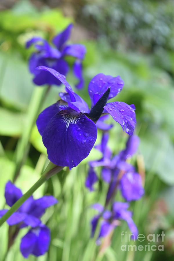 Gorgeous Flowering Purple Iris in a Spring Garden Photograph by DejaVu Designs