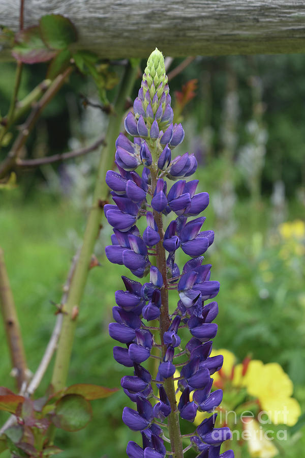 Gorgeous Flowering Purple Lupine on a Summer Day Photograph by DejaVu Designs