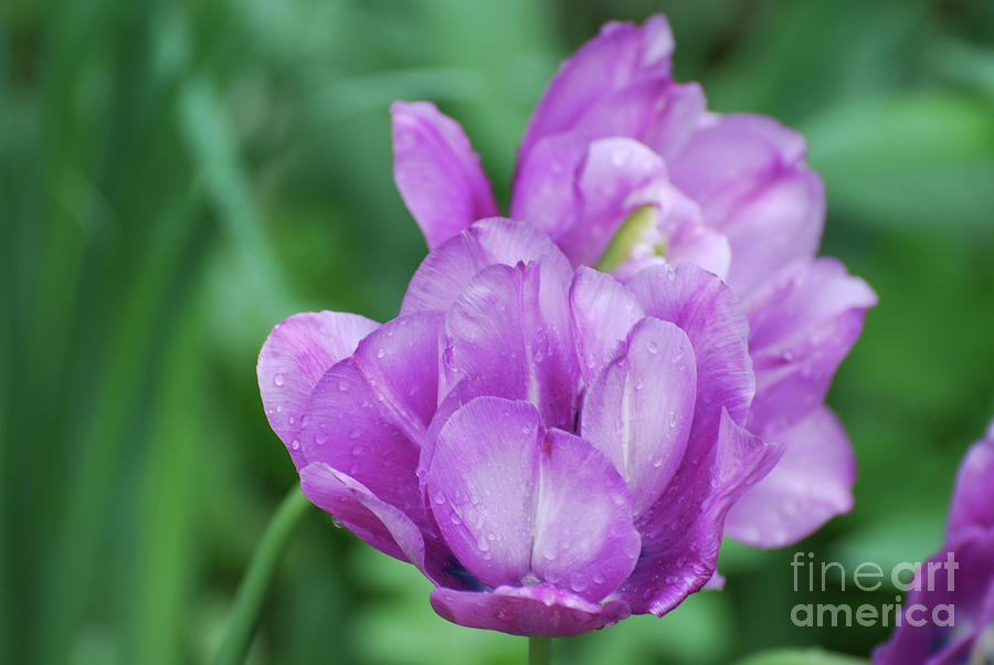 Gorgeous Flowering Purple Parrot Tulip Blossom in Spring Photograph by DejaVu Designs