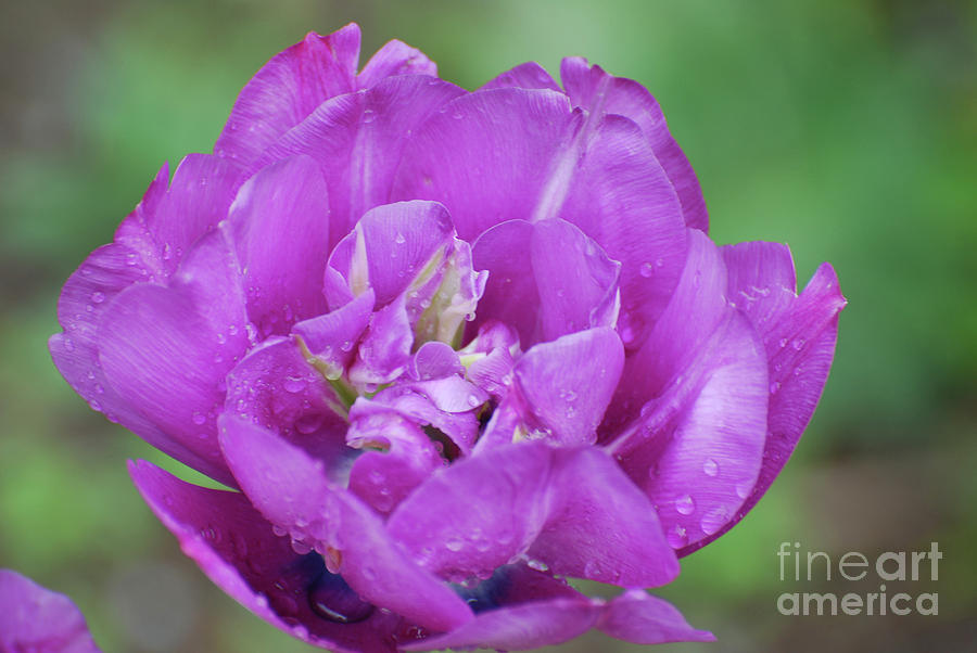 Gorgeous Flowering Purple Tulip Flower Blossom in Spring Photograph by DejaVu Designs