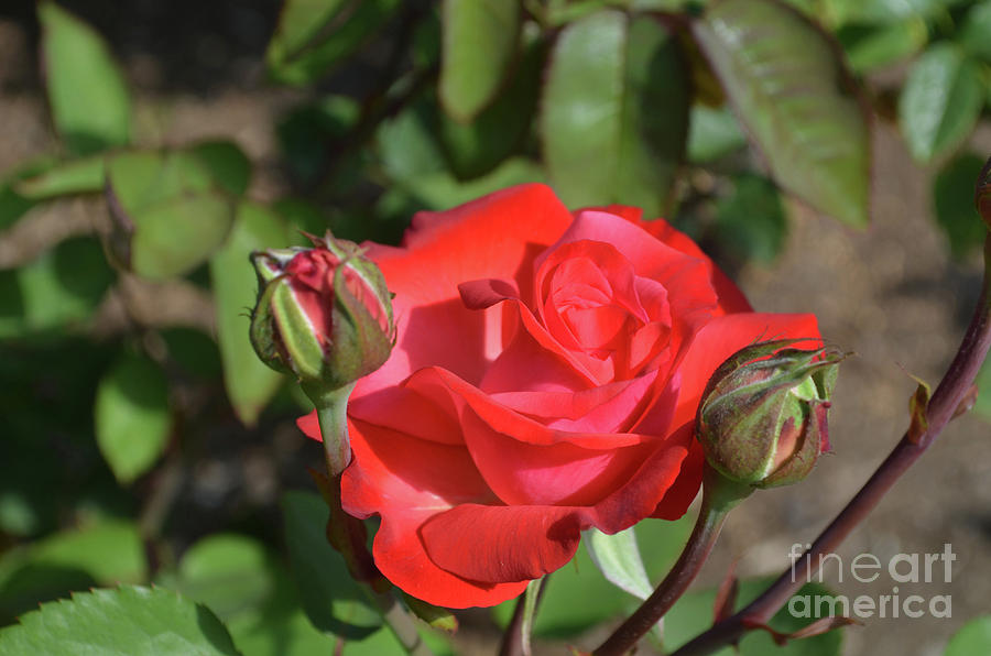Gorgeous Flowering Red Rose with Rosebuds in a Garden Photograph by DejaVu Designs
