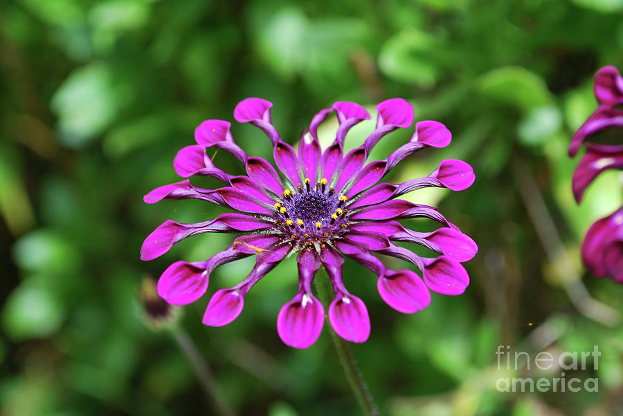 Gorgeous Flowering Tropical Flower in a Garden Photograph by DejaVu Designs