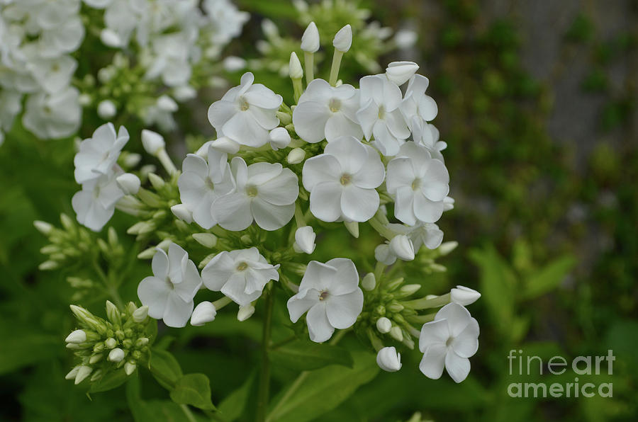 Gorgeous Flowering White Phlox Flowers Blooming Photograph by DejaVu Designs
