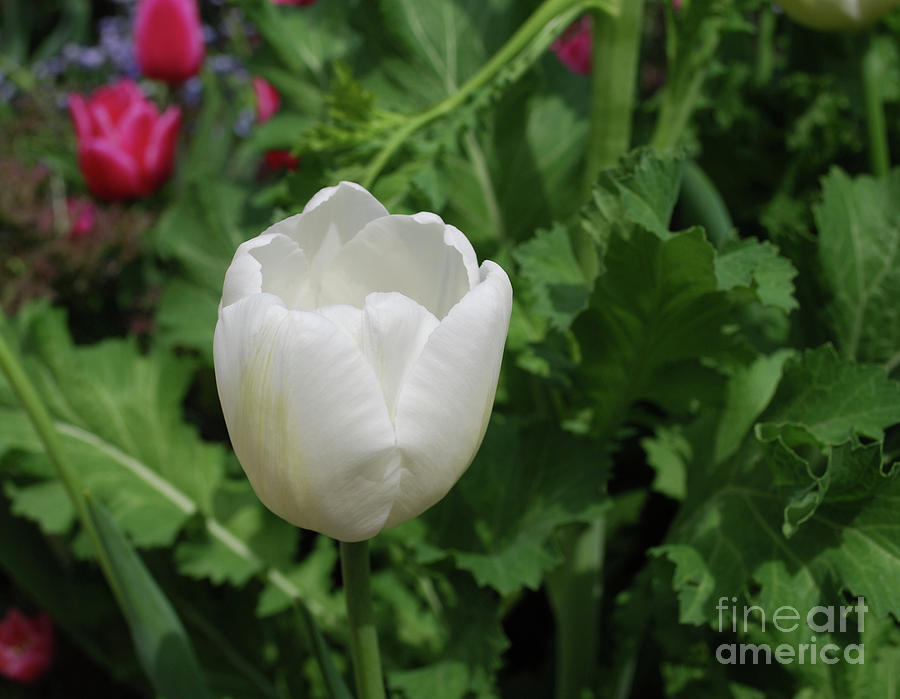 Gorgeous Flowering White Tulip in a Spring Garden Photograph by DejaVu Designs