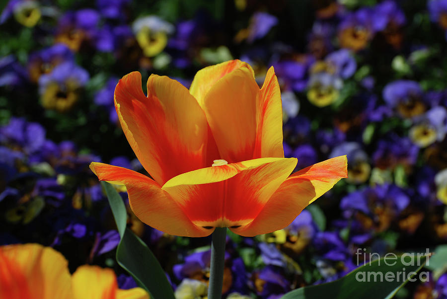 Gorgeous Flowering Yellow and Red Blooming Tulip Photograph by DejaVu Designs
