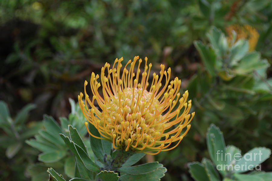 Gorgeous Flowering Yellow Protea Flower in Hawaii Photograph by DejaVu Designs