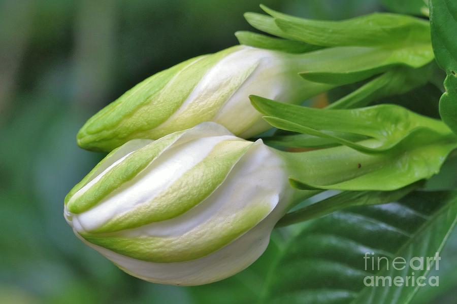 Best Buds Gorgeous Gardenia Flower Buds Photograph by Diann Fisher