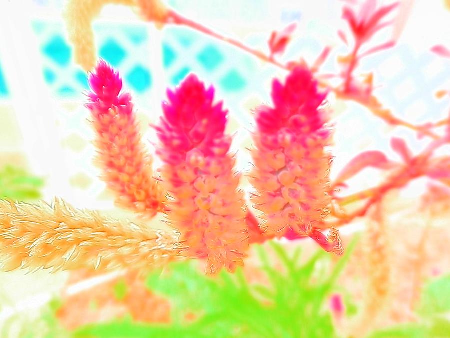 Gorgeous Glowing Celosia Photograph by Belinda Lee