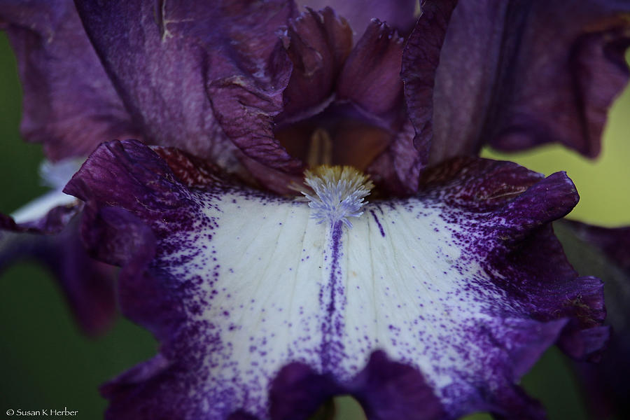 Gorgeous Grape Bearded Iris Photograph by Susan Herber