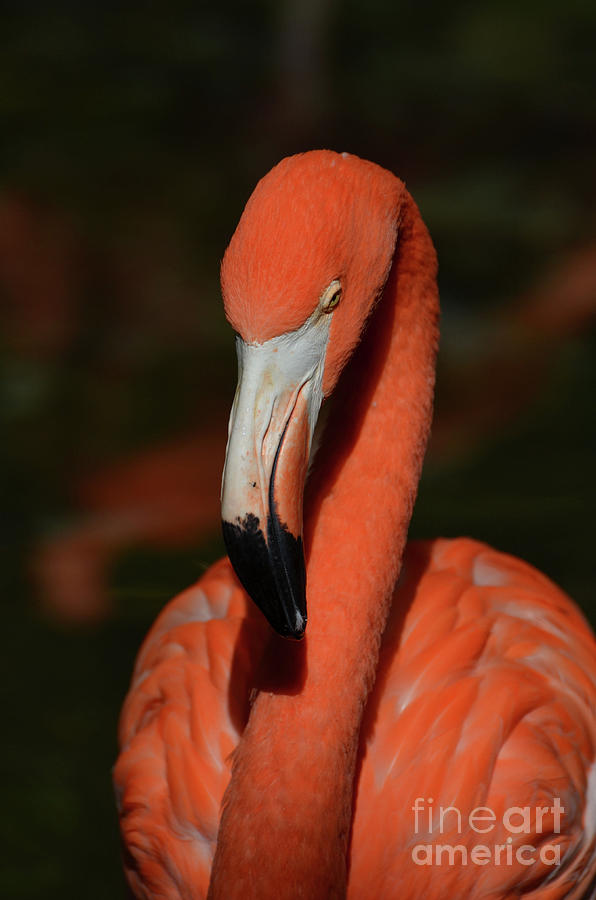 Flamingo Photograph - Gorgeous Greater Flamingo Bird by DejaVu Designs