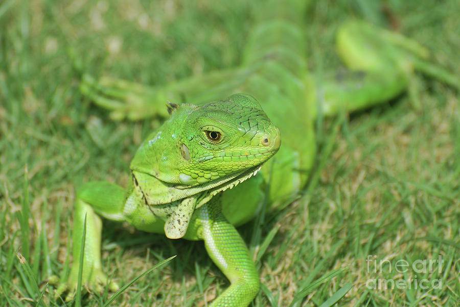 Gorgeous Green Iguana Stretched Out Photograph by DejaVu Designs