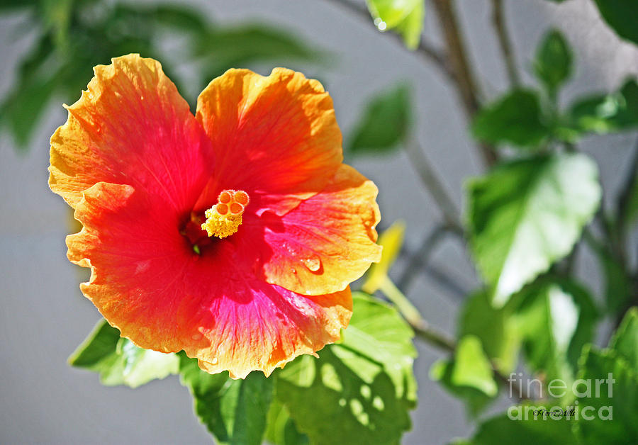 Gorgeous Hibiscus Photograph by Terri Mills