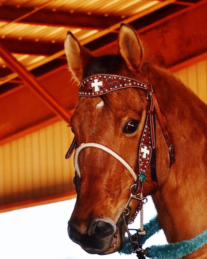 Gorgeous Horse and Bridle Photograph by Eileen Brymer