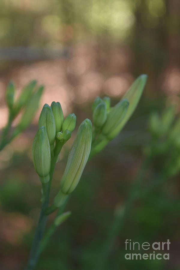 Gorgeous Image of Daylily Buds in a Garden Photograph by DejaVu Designs