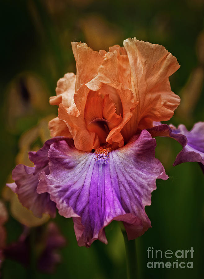 Gorgeous Iris Photograph by Robert Bales