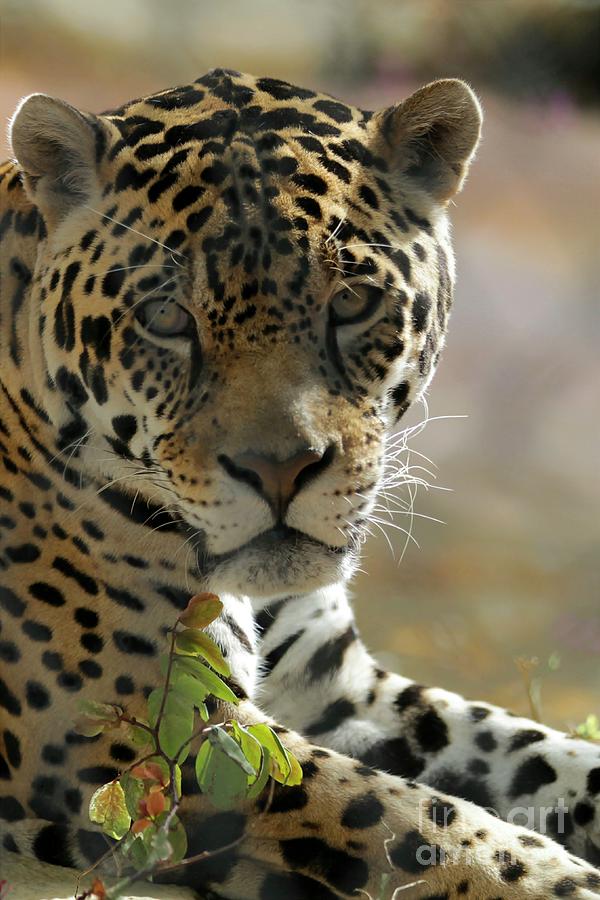 Gorgeous Jaguar Photograph by Sabrina L Ryan