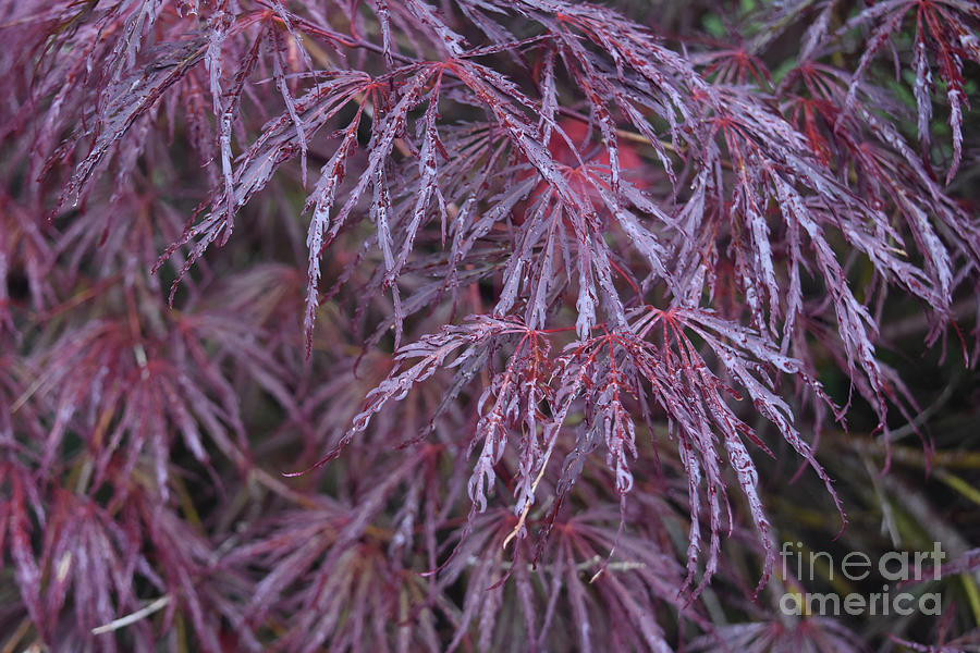 Gorgeous Japanese Maple with a Variety of Colors Photograph by DejaVu Designs