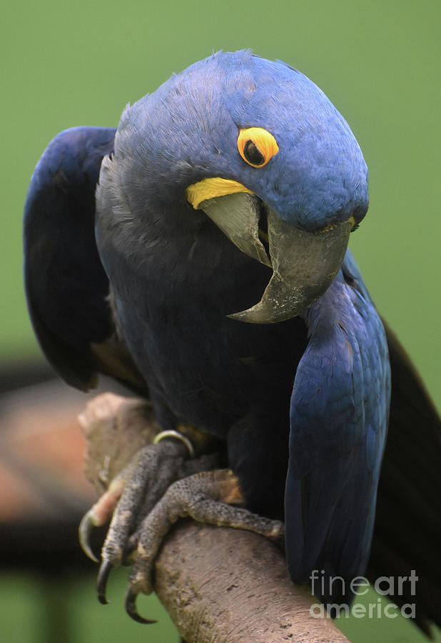 Gorgeous Little Hyacinth Macaw Parrot Up Close Photograph by DejaVu Designs