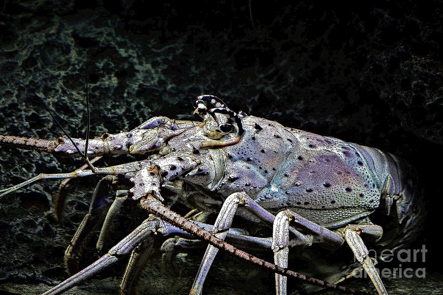 Lobster Photograph - Gorgeous Lobster by Paulette Thomas