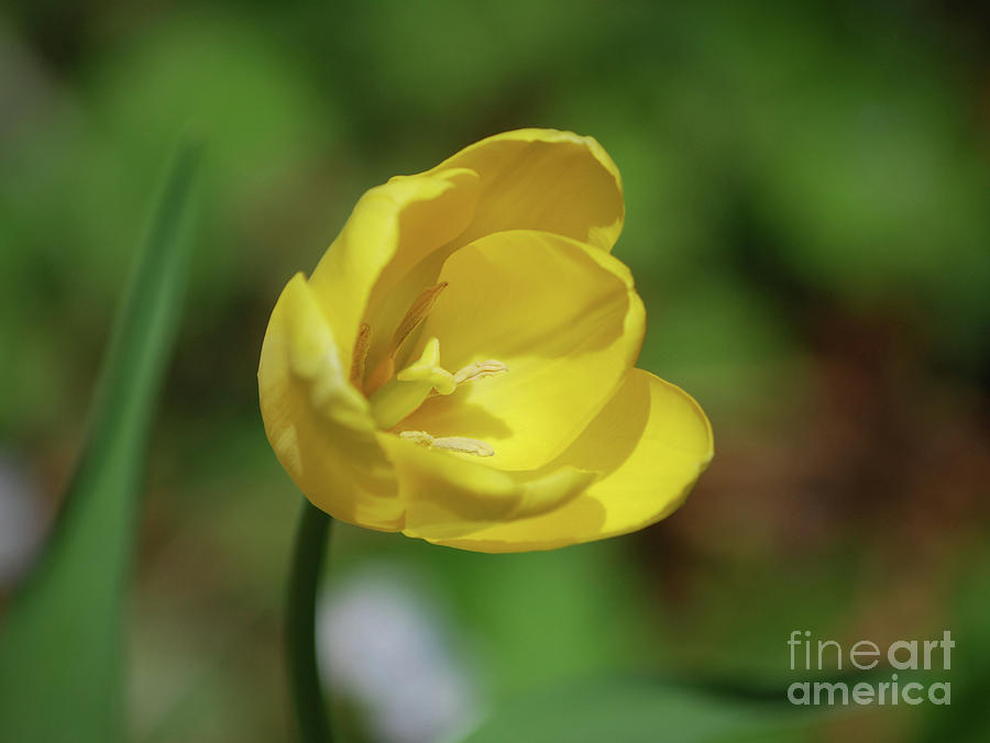 Gorgeous Look at a Flowering Yellow Tulip Flower Photograph by DejaVu Designs