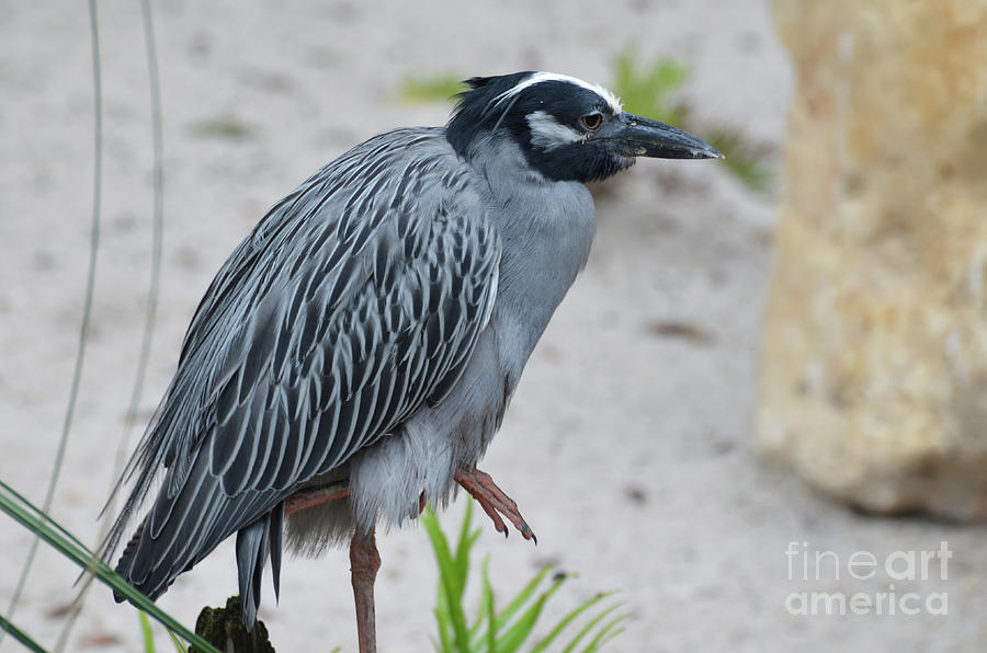 Gorgeous Look at a Yellow Crowned Night Heron on a Beach Photograph by DejaVu Designs